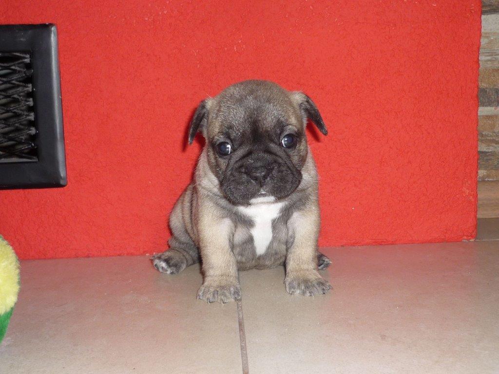brixie21